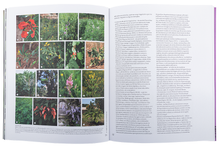 Sistemática das Plantas Vasculares