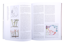 Evolução das Plantas