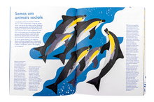 Príncipe dos Mares, O Golfinho-Comum